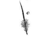 Lulab (made of palm branches or willows) & Citron, waved at feast of Tabernacles - Lev.23.40
